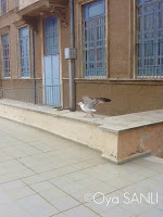 http://3.bp.blogspot.com/-ksYMKiXeqNk/UWFo4Y61WAI/AAAAAAAB4_4/P5yqgFq3Oks/s200/IMG_4024.JPG