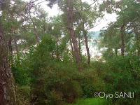 http://4.bp.blogspot.com/-QfttOF3qDx4/UWFy-HRJlnI/AAAAAAAB5EA/isQMYnSsFfA/s200/IMG_4032.JPG
