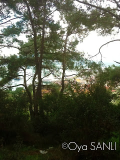 http://2.bp.blogspot.com/-72v11giDAmA/UWFzCstDDMI/AAAAAAAB5EU/TNBj5-zyzZM/s320/IMG_4037.JPG
