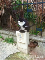 http://4.bp.blogspot.com/-aJDPgXLtbKA/UWGQ9nGnrVI/AAAAAAAB5I8/SB9CkWMQ7jY/s200/IMG_4058.JPG