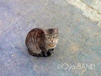 http://1.bp.blogspot.com/-sABSbq0koNA/UWGRMhCaXLI/AAAAAAAB5J0/0iWfPegBQ0c/s200/IMG_4073.JPG