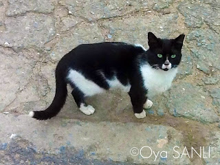 http://3.bp.blogspot.com/-fPmQEd0jhlw/UWGRPNEyW_I/AAAAAAAB5J4/L9aMZHTuPnk/s320/IMG_4074.JPG